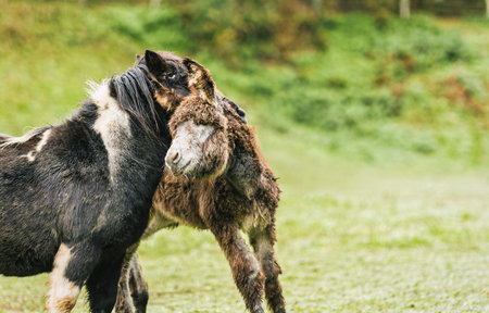 Pony embracing donkey in green meadow, quiros, asturias, spain