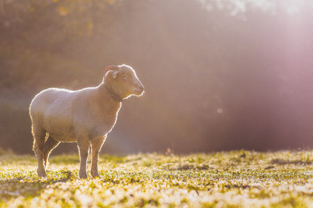 Sheep enjoying golden sunlight in asturias meadowの写真素材
