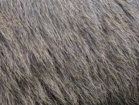 Close up view of animal fur showing background texture and detail