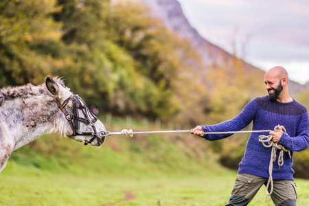 Tug of war with donkey stubborn disappointment business humor concept. Leadership communicationの写真素材