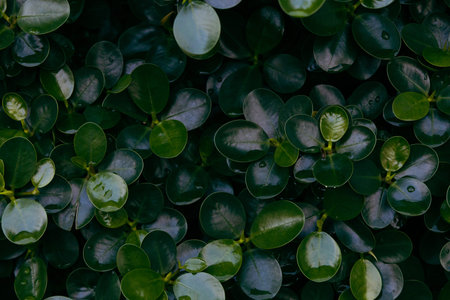 close up green leaves texture dark style for nature backgroundの写真素材