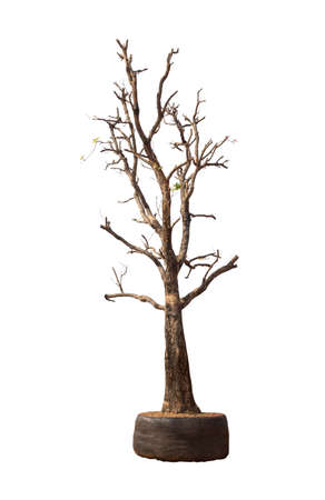 Leafless trees for planting Isolated on white backgroundの写真素材