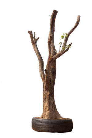 Big leafless trees waiting to be planted into the soil  isolated on white backgroundの写真素材