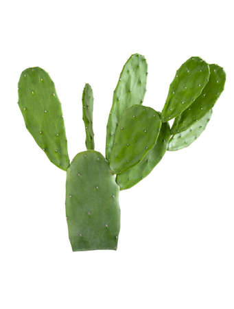 Cactus Bunny Ears isolated on white backgroundの写真素材
