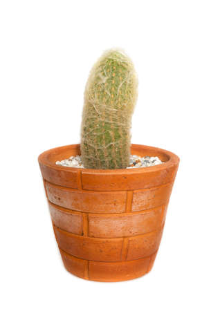 cactus in clay pot isolated on white backgroundの写真素材