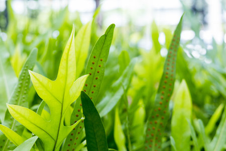 close up nature green leaf of nature concept for backgroundの写真素材