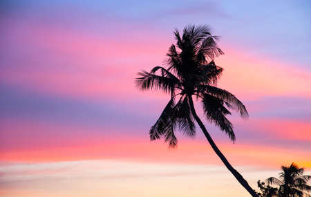 Coconut trees in the evening. The background sky bright colors Sunset. Black silhouetteの写真素材