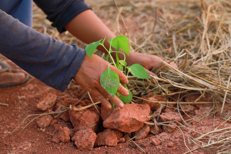 Gardeners are planting seedlings in the ground.の写真素材