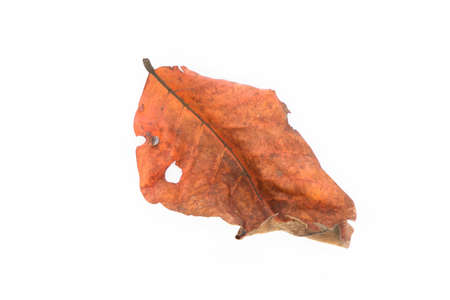 Dry orange leaves fall from the tree. White isolated background.の写真素材