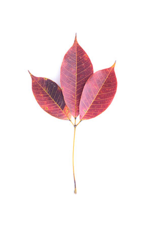 Dry 3 purple leaves have the same stem It fell from the tree. Isolated white background