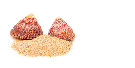 Sea shell upside down Put on the sand beach isolated on white backgroundの写真素材