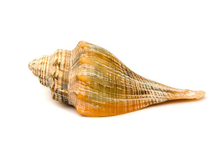 Sea shell upside down isolated on white backgroundの写真素材