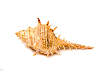 Sea shellfish upside down isolated on white backgroundの写真素材