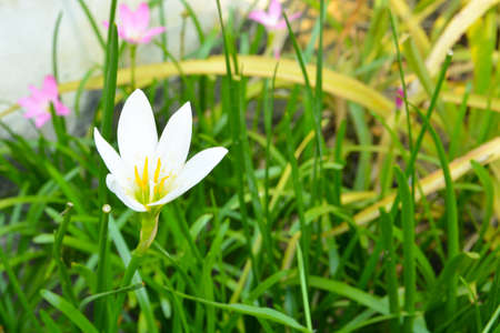 Small white flowers, beautiful colors. Green grass backgroundの写真素材
