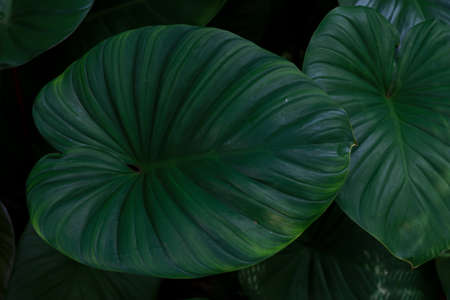 Large green leaves for beautifying the gardenの写真素材
