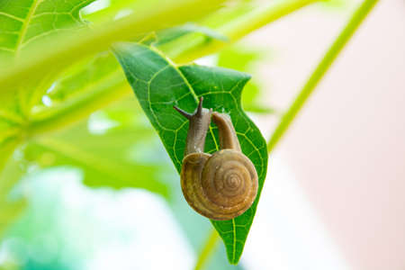 The snail is slowly climbing on the green leaf.の写真素材