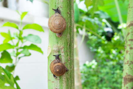 Two red heart shaped hanging decorations in the gardenの写真素材