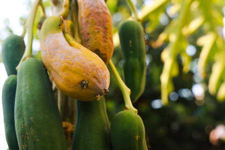 Yellow ripe papaya and green fruit was still raw on its tree.の写真素材