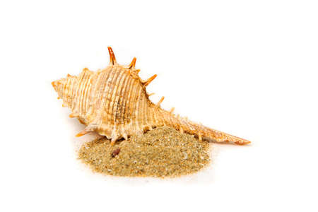 Sea shell Put on the sand isolated on white backgroundの写真素材