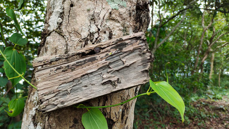 An old wooden plank is attached to the tree.の写真素材