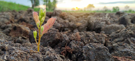 Tree seedlings are growing from loamy soil.の写真素材