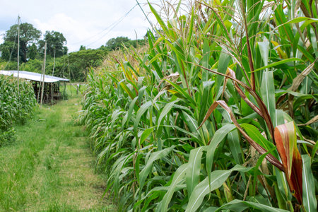 corn fields are growing green on both sides of the road.の写真素材