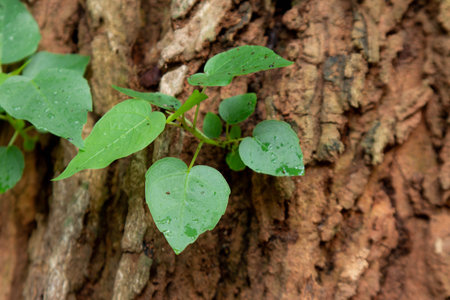small tree was growing on the bark of a large tree.の写真素材