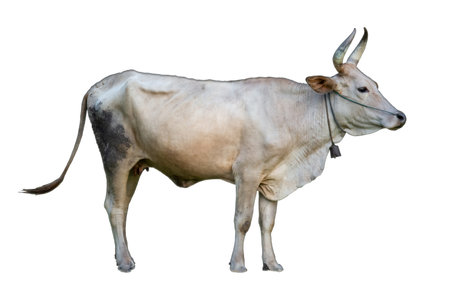 mother cow is gray and white, tall and large. Isolated white backgroundの写真素材