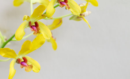 Elegant yellow orchid bloom on gentle light background, ideal for photography or design copy space.の写真素材