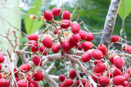 Cluster of red ripe palm fruits hanging on tree, lush green leaves, tropical sunlight, vivid colors.