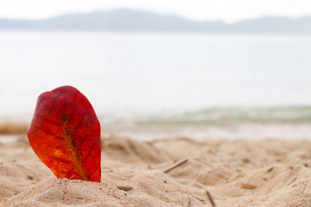 Bright red leaves standing in sand, seaside view, tranquil mood, empty space for text or design.の写真素材