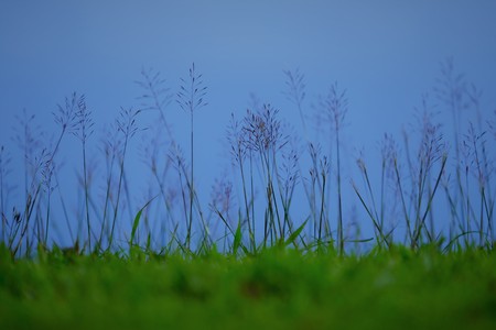 small plants and flowers on the beautiful natural backgroundの写真素材