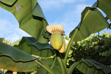 Banana flower is hanging on a branch of a tropical banana tree の写真素材