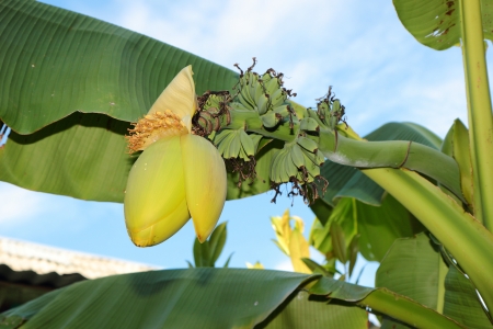Banana flower is hanging on a branch of a tropical banana tree の写真素材