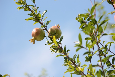 While immature pomegranate fruits on a branch of the southern pomegranate の写真素材