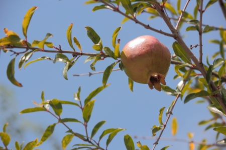 While immature pomegranate fruits on a branch of the southern pomegranate の写真素材