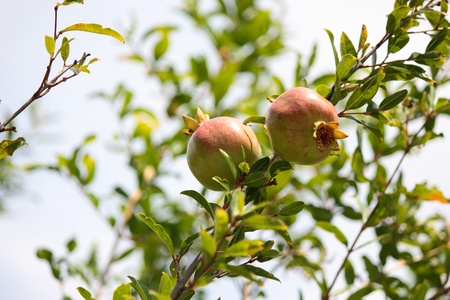 While immature pomegranate fruits on a branch of the southern pomegranate の写真素材