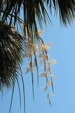 Flowers are hanging down on twigs of trees tropical southern latitudes の写真素材