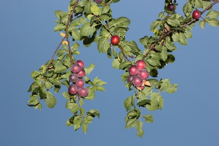 Ripe fruits of violet-red bowed their of the southern twig of the tree の写真素材