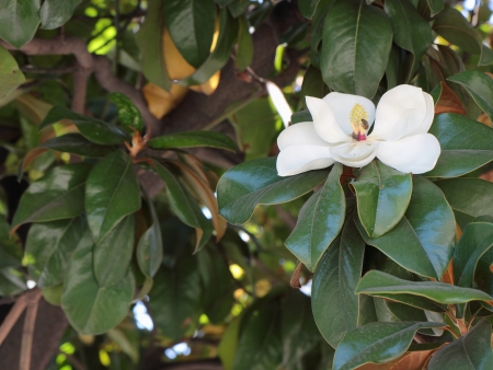 Beautiful white flower fully bloomed among the foliage tropical of a tree の写真素材