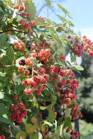 Blackberry fruits in varying degrees of maturation are hanging on a branch の写真素材