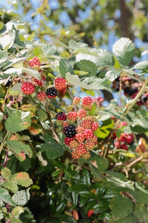 Blackberry fruits in varying degrees of maturation are hanging on a branch の写真素材