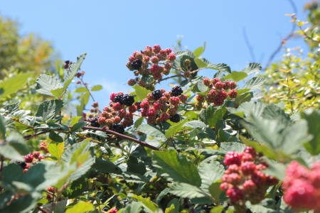 Blackberry fruits in varying degrees of maturation are hanging on a branch の写真素材