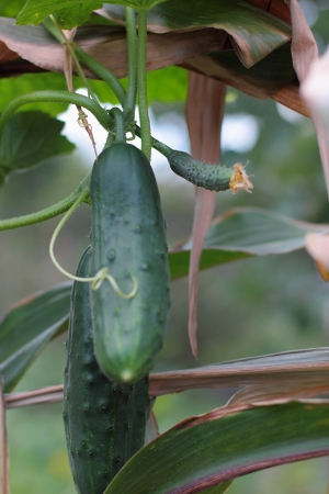 Already autumn but the young cucumbers still in bloom and appear on the branches of の写真素材