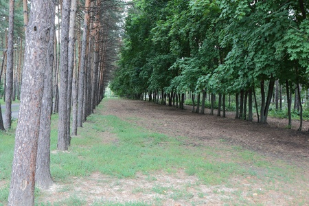 Two rows of trees form a tunnel in the autumn park の写真素材
