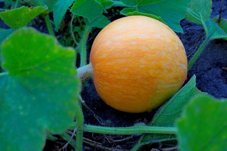 Vegetable orange fruit, ripened on a bed of garden among green leaves.の写真素材