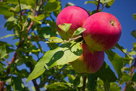 Juicy sweet fruits hang on the branches of a young tree.の写真素材