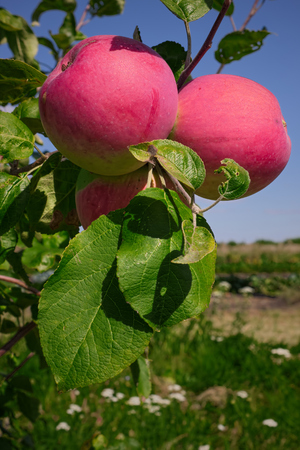 Juicy sweet fruits hang on the branches of a young tree.の写真素材