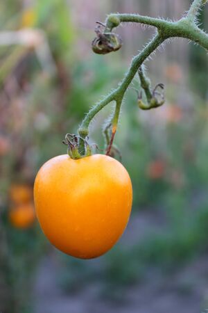 Orange fruit hanging from the branches of plants in the beds of vegetable plantations.の写真素材