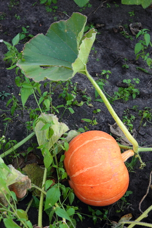 Vegetable orange fruit, ripened on a bed of garden among green leaves.の写真素材